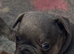 Kc reg & genetic tested French bulldog pups