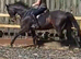 Stunning gentleman gelding