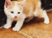 Stunning Male kittens available