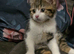 Kittens ready for new home