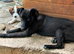 Socks a quiet, loving and wonderful boy perfect family pup