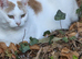 4 cats for sale for £50 eath all together for all 4 cats £200