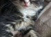 4 beautiful fluffy cute kittens