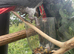 Beautiful Tame African Grey Parrot – Looking for a Loving Home