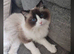 Ragdoll kittens due