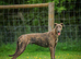 Lurcher 9 months