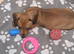 Miniature dachshund girl pra clear 10 weeks old looking for her 5* home