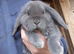 Mini lop babys and mini lion lop babys