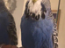 Tame Exhibition Budgie for sale