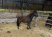 Bella - 3.5-Year-Old Dartmoor Mare For Sale