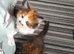 Tortoiseshell/calico