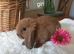 Gorgeous mini lops