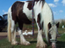 Very well handled cob gelding