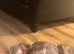 4 beautiful merle jack russell puppies