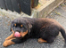 Chunky head Rottweiler Puppies