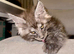 Stunning Maine Coon Kittens – Black Smoke & Blue Smoke – Health-Tested & TICA Registered