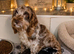 Cockapoo puppies available now