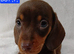 PRA, HEALTH CHECKED, ADORABLE MINIATURE DASHSHOUNDS