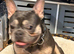 FRENCH BULLDOG PUPPIES FOR SALE FROM £2000