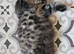 Beautiful fluffy maine coon cross