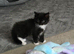 Stunning Female Kitten