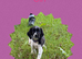 KC registered English Springer Spaniels