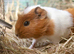 5 bonded female guinea pigs