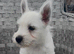 West Highland Terrier Pups ready for new home now