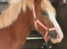 Future driven show Colt... The eye catcher
