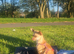 Chihuahua for sale