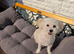 Poochon for sale