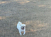 Pedigree pug