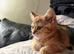 Golden British shorthair