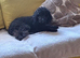 Black young adult male toy/mini poodle kc registered