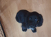 1 stunning working cocker spaniel
