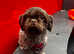 Proven Male shih tzu stud