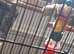 PINEAPPLE baby Conure (Only One left)