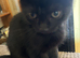Beautiful kittens need loving homes