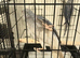 Violet clear tail dna Tested ringneck
