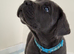 Exceptional Full Pedigree Cane Corso Puppies