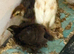 coturnix quail chicks 2 weeks old lovely mix of colours