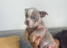 ENGLISH BULLDOG PUPPIES!