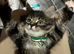 Maine coon