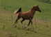 Stunning Chestnut Arab Gelding.