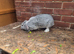 2 lops looking a new home