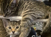 Beuitfull kittens ready for the forever home.