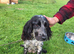 Spaniel puppies