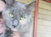 Female pedigree main coon cat looking for and indoor pampered life