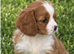 Cavalier King Charles puppy