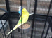 Budgies and cage